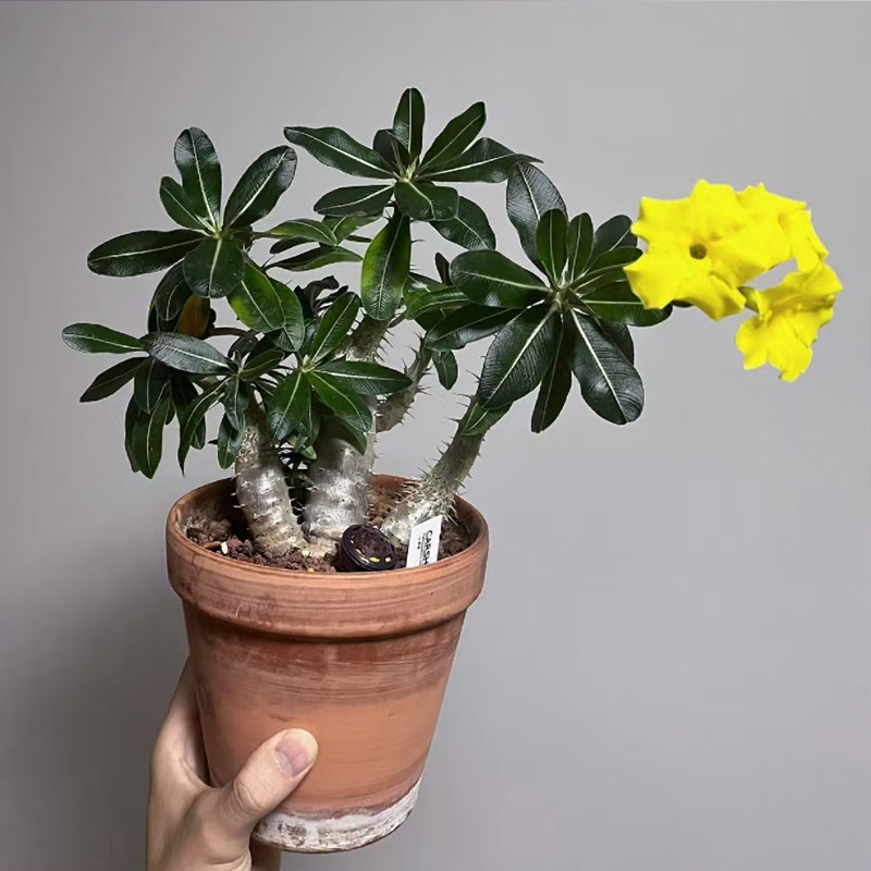 凯蒂棒槌象牙宫平替绿植