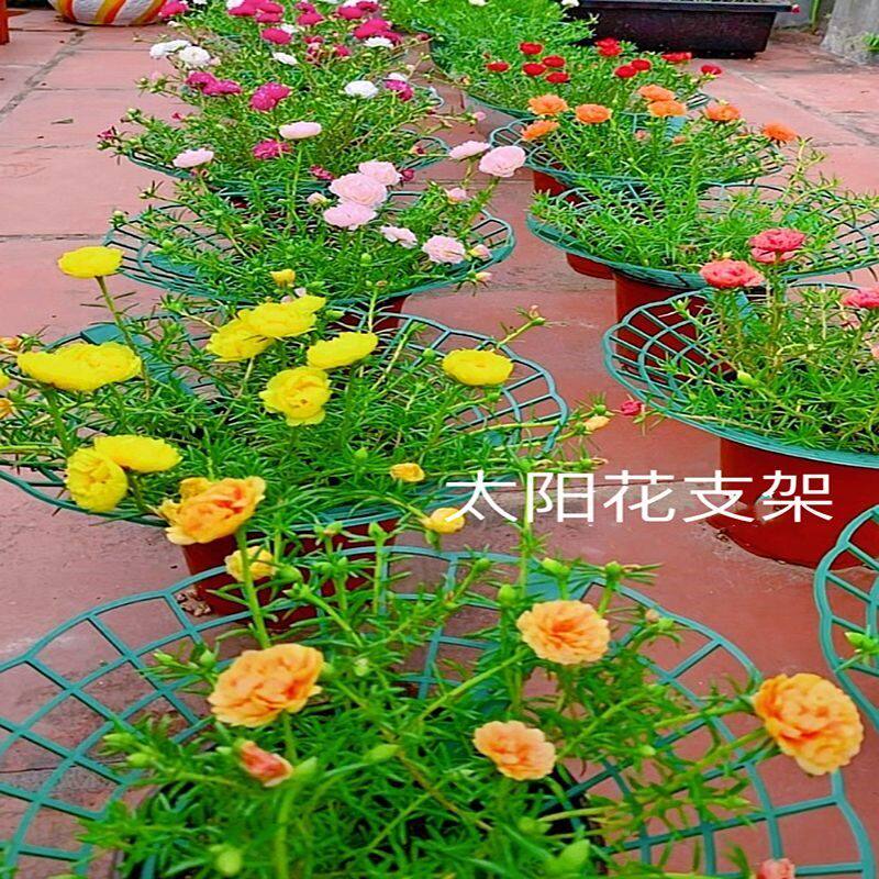 太阳花造型支架嫁接蟹爪兰绿箩爬藤花架太阳花棒棒糖支架草莓支架