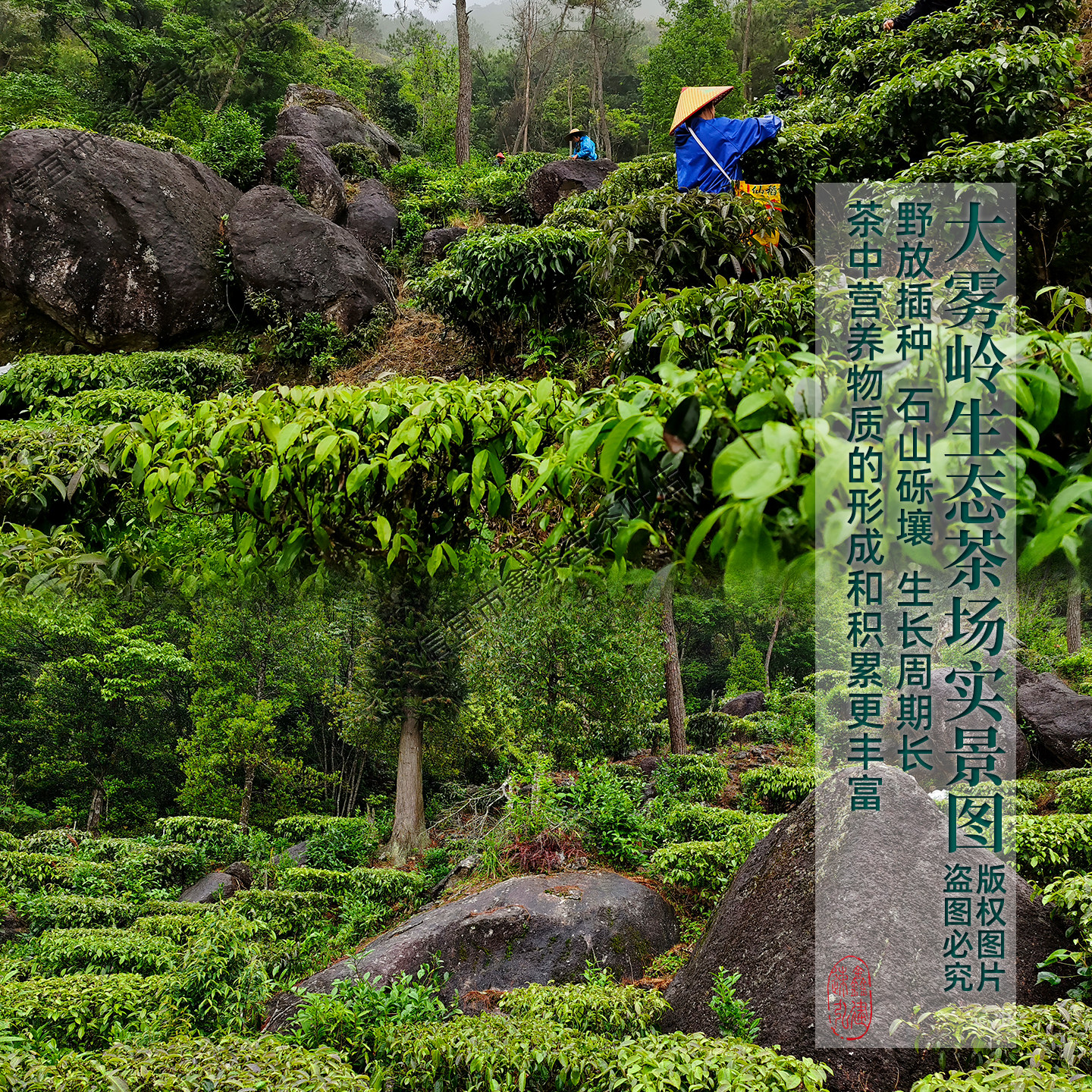 高山绿茶 广东茂名野生茶 雨前一芽两叶绿茶 炒青绿茶200克 适用