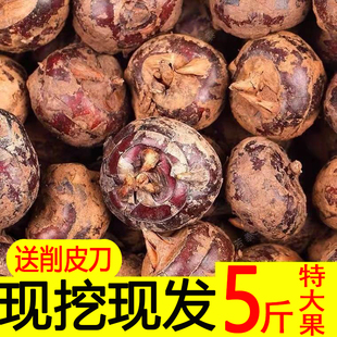 广西马蹄荸荠新鲜马蹄果特大超甜地梨水果5斤大应季水果马蒂薄皮