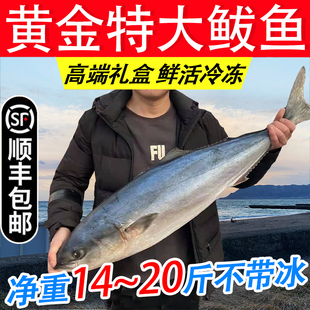 黄金大鲅鱼一整条净重深海黄尾鰤大黄金鲅鱼水饺新鲜送礼礼盒顺丰