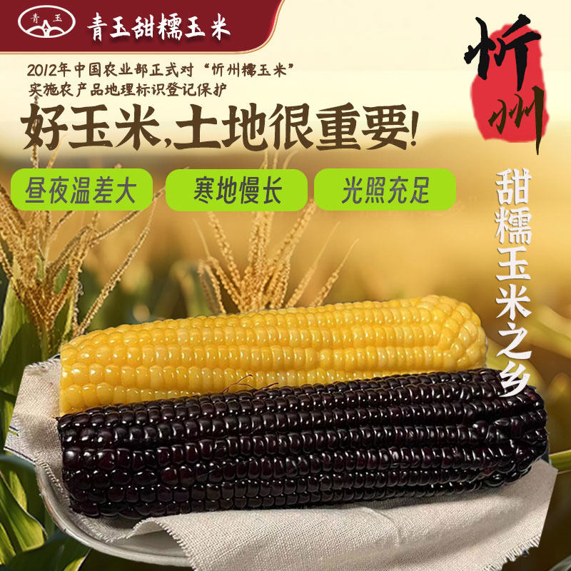 【青玉】山西特产自然生长微甜软糯饱满Q弹 黑黄白甜糯玉米整箱