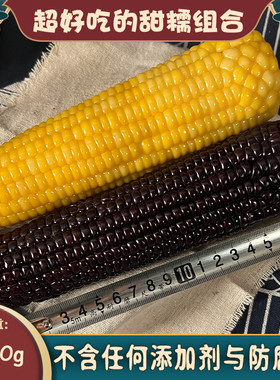 山西青玉甜糯玉米当季新鲜真空黏代餐无添加低脂营养黄黑 混装8根