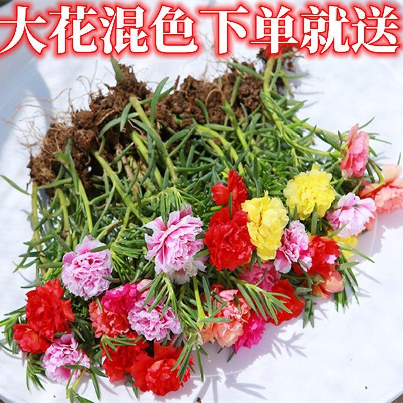 重瓣太阳花苗盆栽混色花卉绿植阳台带根花苞庭院四季开花好养植物