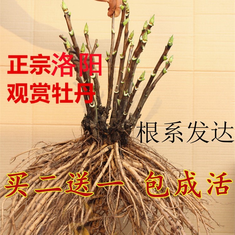 洛阳观赏牡丹花苗大4-7分支重瓣