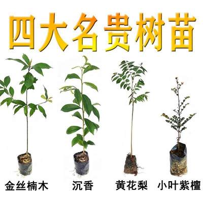 名贵苗木四季常绿正宗金丝楠木树苗海南黄花梨沉香紫檀庭院花盆栽