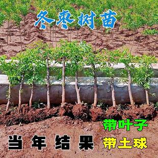 枣树苗带土球带叶子发货特大沾化冬枣树苗南北方种植当年结果树苗