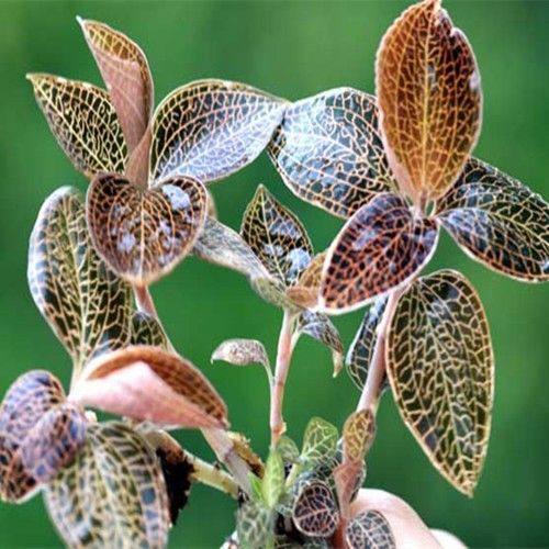 金线莲种子药材种子金丝桃狗胡花金线蝴蝶可盆栽阳台四季蔬菜种子