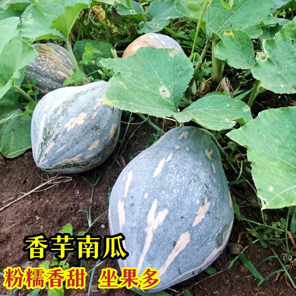 香芋南瓜种子南瓜苗香芋甜糯南瓜金香庭院菜园大田蔬菜种籽四季孑