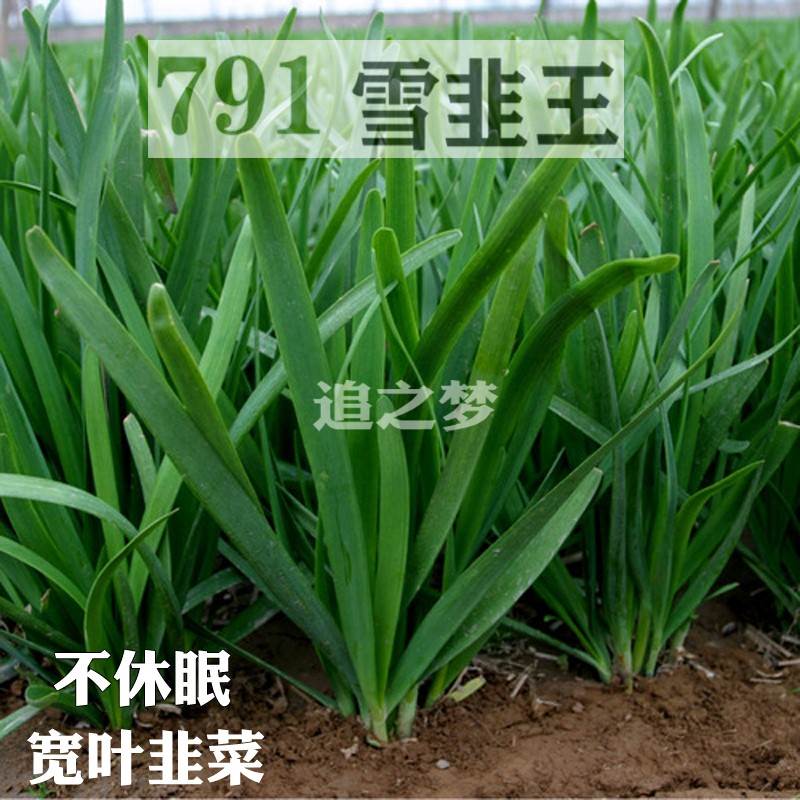 雪韭王韭菜种子 791韭菜种籽根红紫根宽叶不休眠高产蔬菜种籽汉中