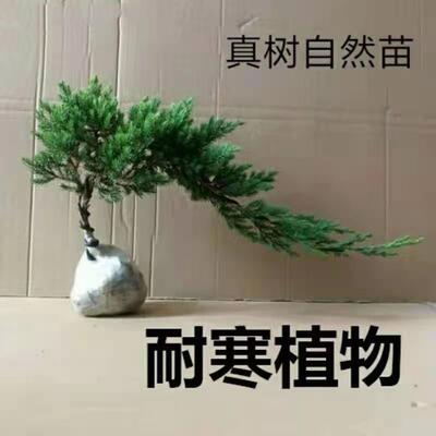 迎客松盆景真树四季常青植物办公