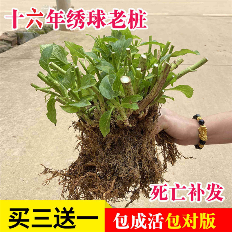 绣球花苗老桩无尽夏盆栽地载室内阳台庭院特大花卉耐寒植物四季开