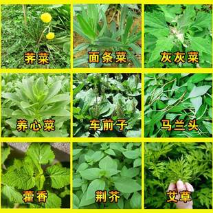 养生野生蔬菜种子艾草薄荷马兰头紫苏苋菜面条菜车前子蒲公英 四季