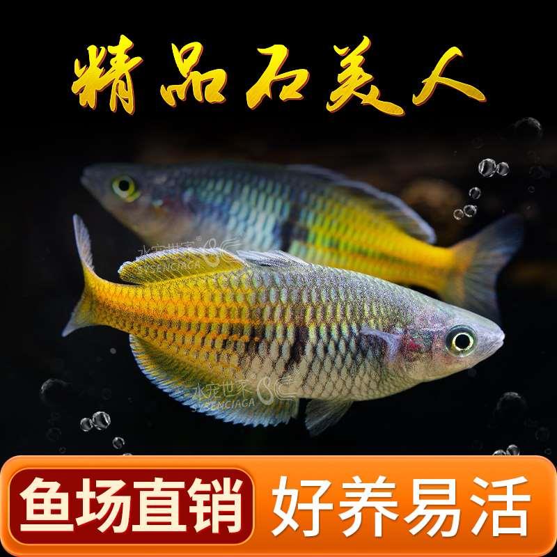 石美人鱼活体鱼苗草缸群游灯科鱼淡水观赏草缸南美缸热带刚果美人