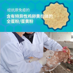 定制经抗原免疫的含特异性鸡卵黄抗体的全蛋粉/蛋黄粉/IgY原液