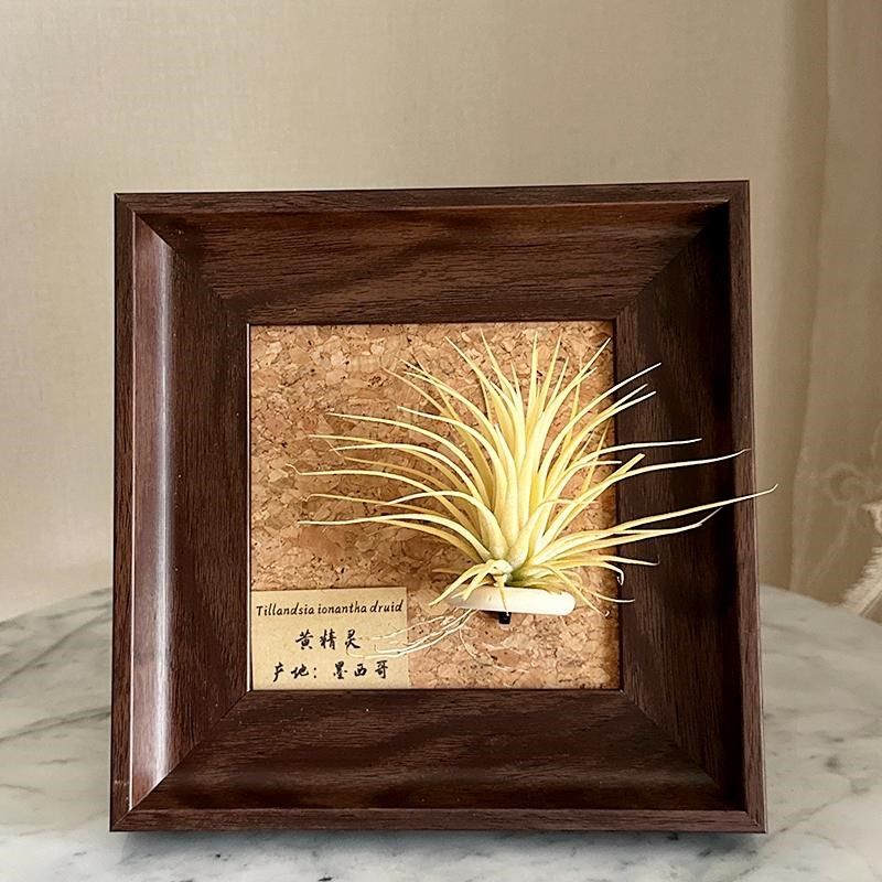 优选ins空气凤梨套餐懒人现代装饰画框复古桌面室内墙上深棕色相,鲜花速递/花卉仿真/绿植园艺,红掌/凤梨/温室花卉,淘宝优惠券,粉丝福利购,淘宝优惠卷