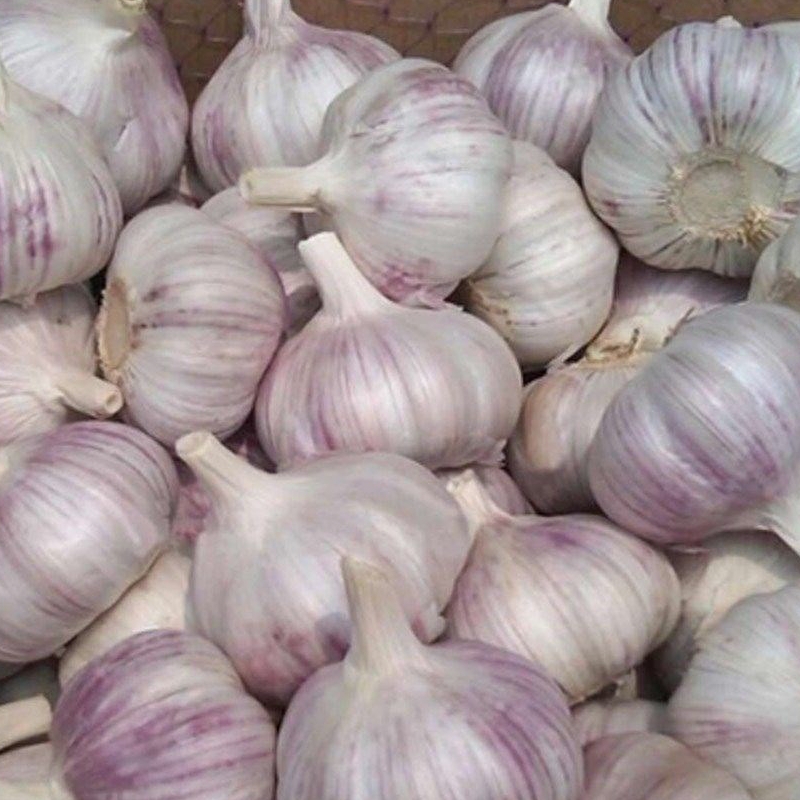 河南农家新干蒜2斤起包邮