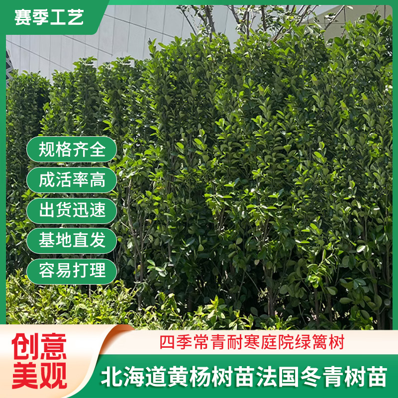 四季常青植物树苗围墙耐寒庭院