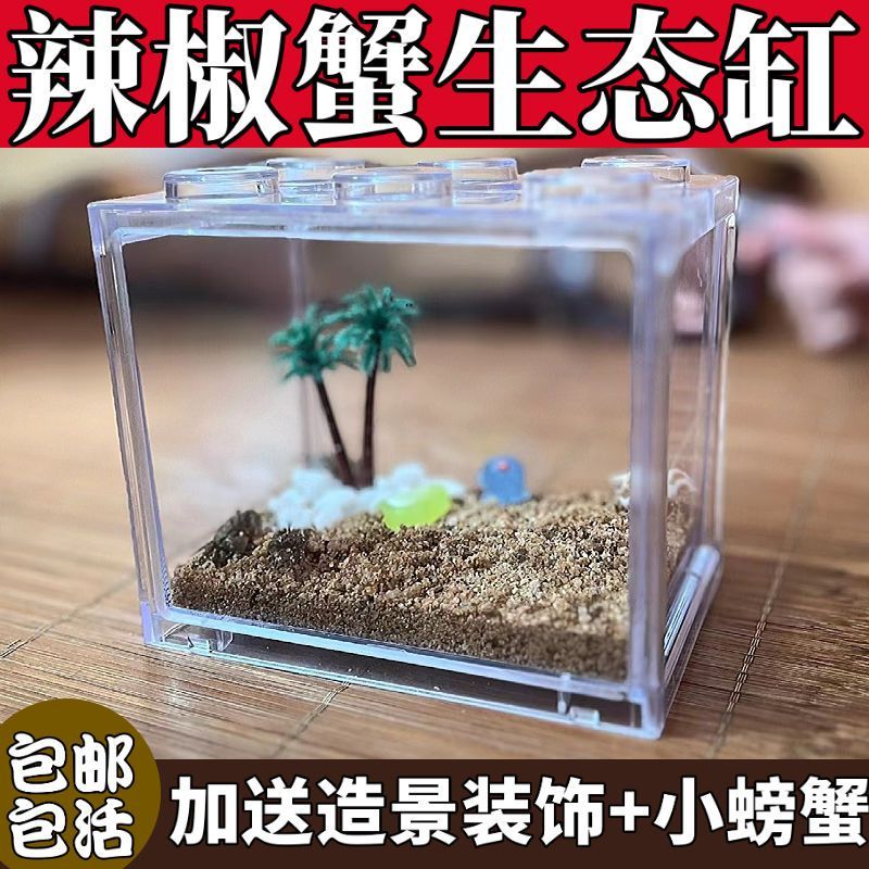 辣椒蟹生态缸桌面微景观懒人饲养缸迷你小螃蟹宠物缸小鱼活体