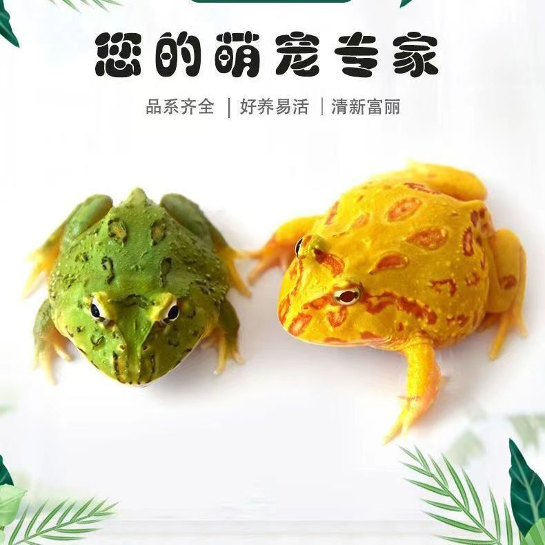 活物角蛙绿角蛙活体两栖爬虫皮卡丘草莓南瓜黄金宇治青蛙
