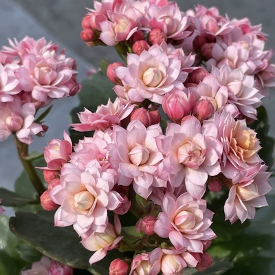 长寿花盆栽带花苞多季好养开花重瓣变色龙大花花苗室内花卉绿植物