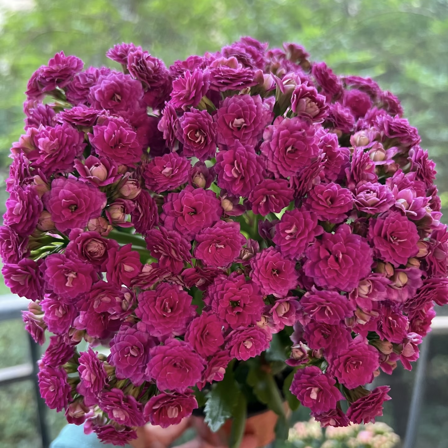 长寿花盆栽带花苞四季好养