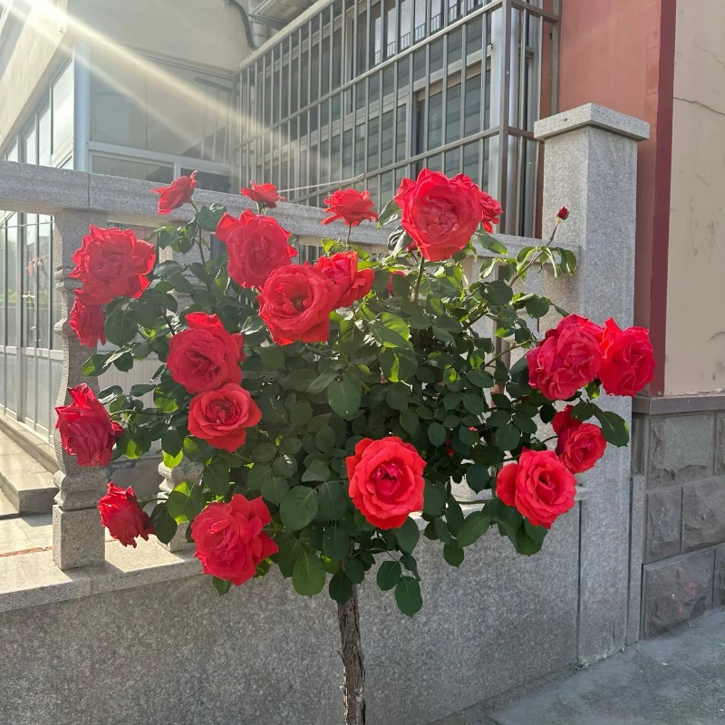 玫瑰花四季开花室内外好养多年生