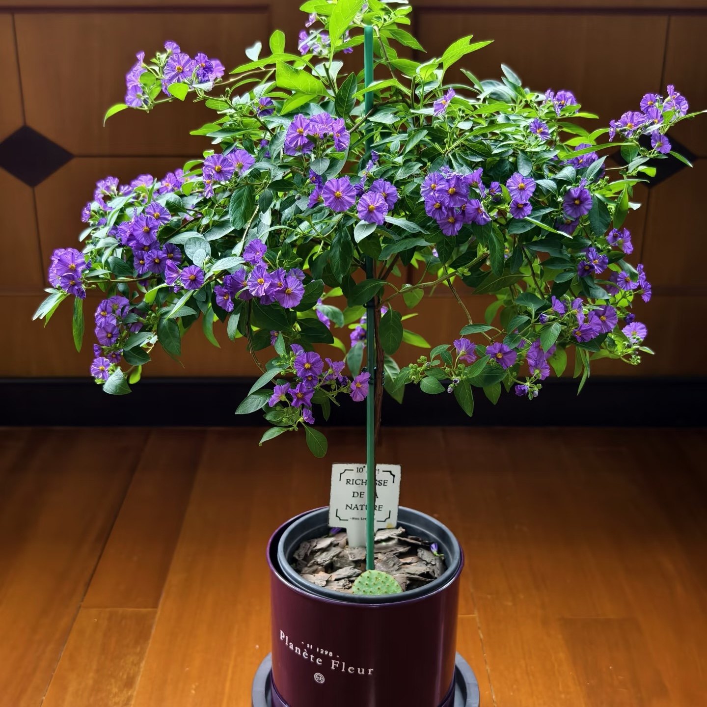 蓝茄花棒棒糖盆栽花期长盆栽带花苞重瓣大花型老桩室内好养