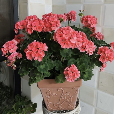 重瓣天竺葵盆栽苗带花苞洋绣球四季好养阳台海棠庭院花卉