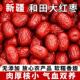 包邮 优选 小红枣 零食煲汤特产红枣 红枣新疆若羌灰枣精选特级枣子
