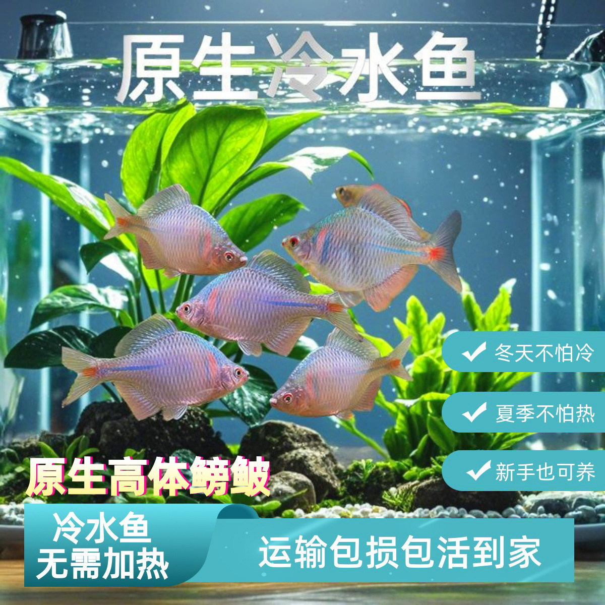 �췢����2-3����С������ɫ ԭ���߲ʸ�����������ˮ��ˮ��