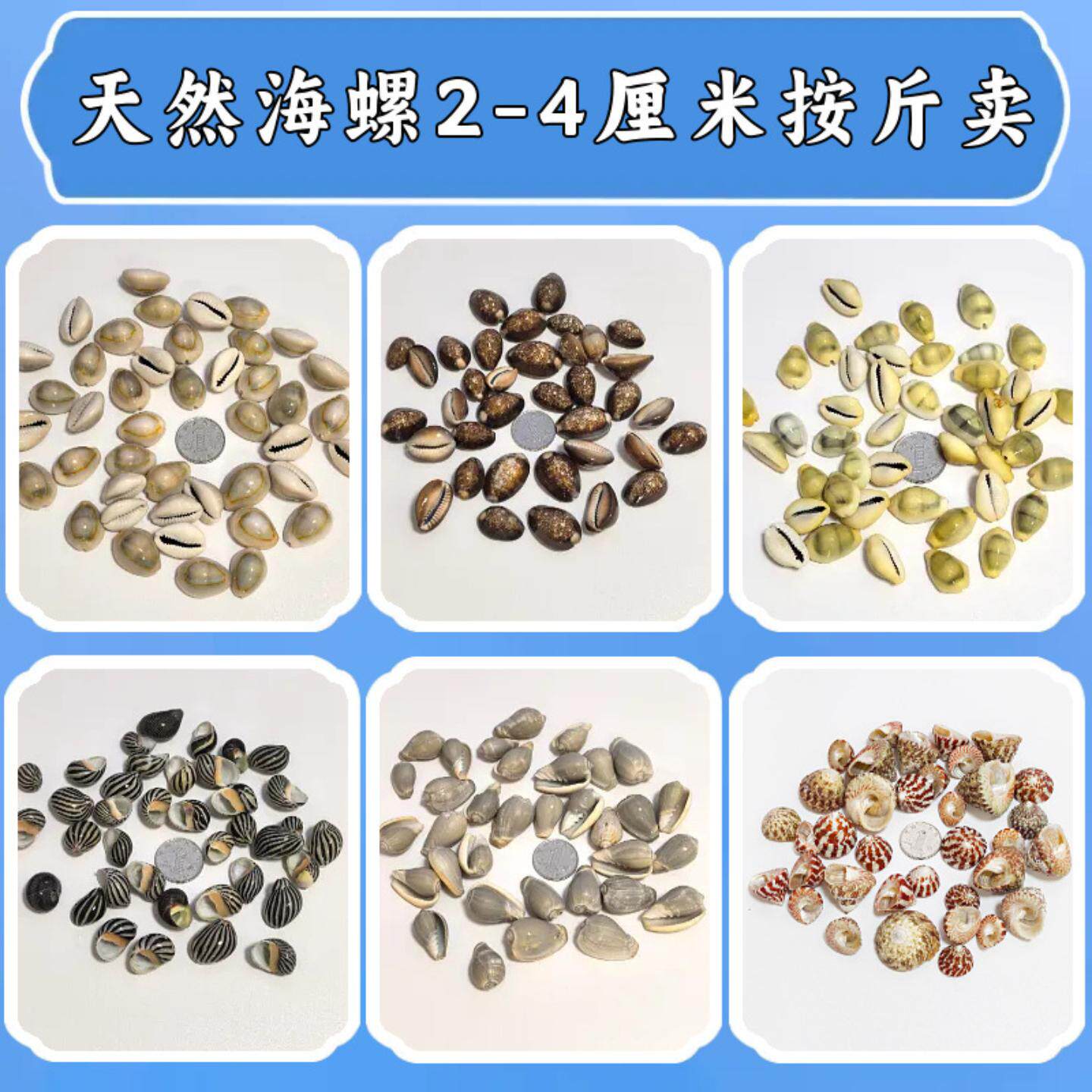天然贝壳海螺按斤2-4厘米鱼缸