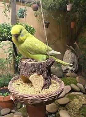 摆悬挂式装藤编喂鸟器树脂鸟屋组合庭院园鸟类喂食花698器户外饰