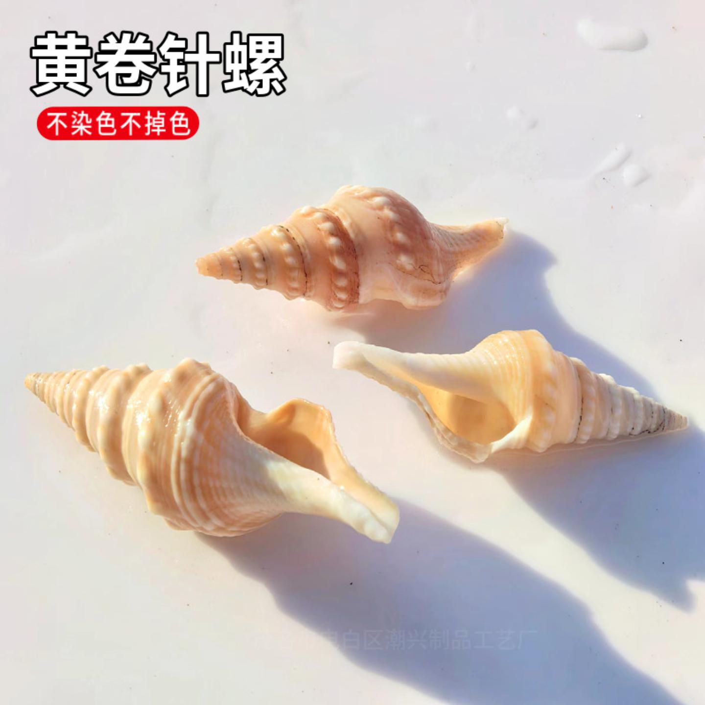 天然小海螺贝壳鱼缸造景寄居蟹