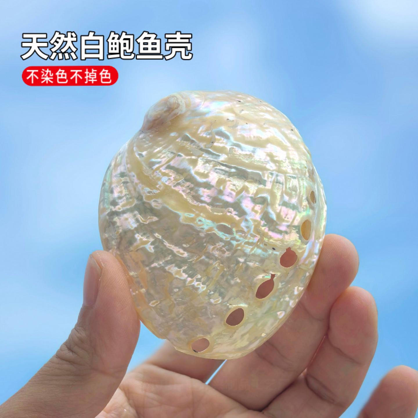 天然白色纹大鲍鱼贝壳家居饰品