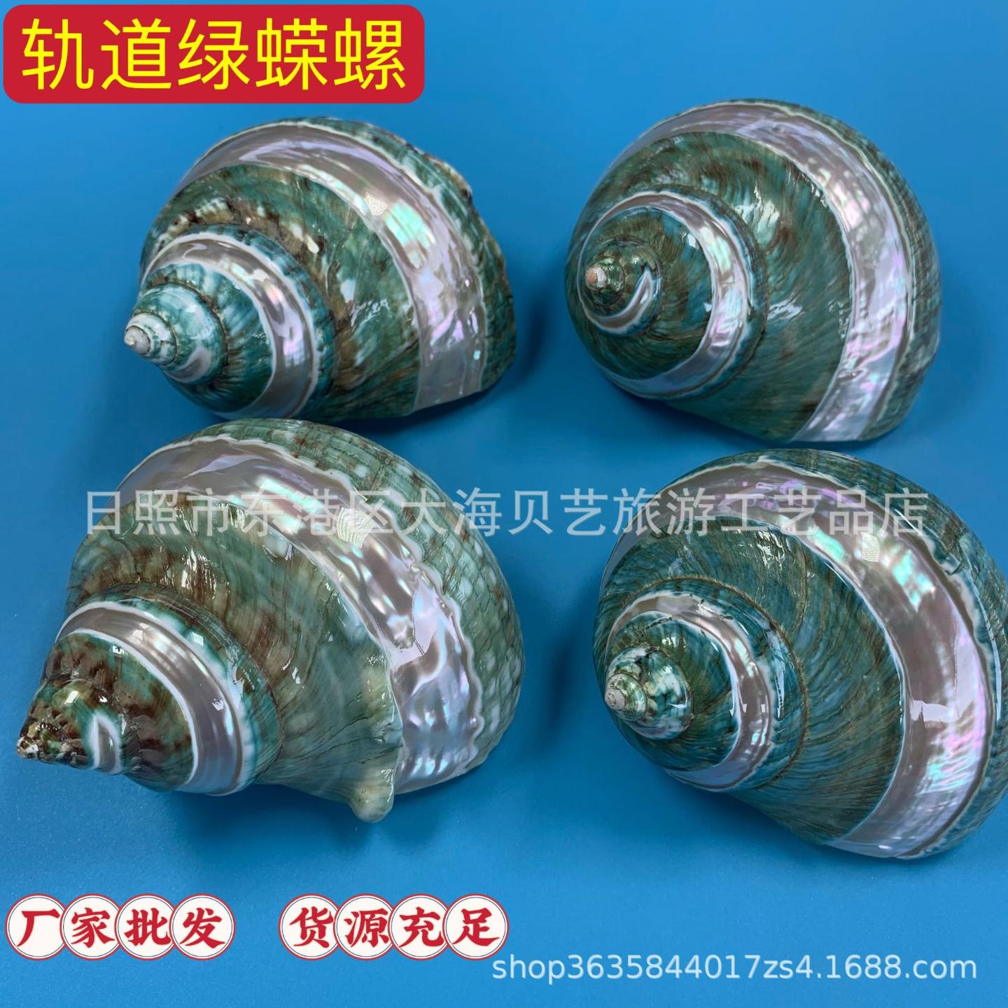 轨道绿蝾螺天然海螺贝壳寄居蟹