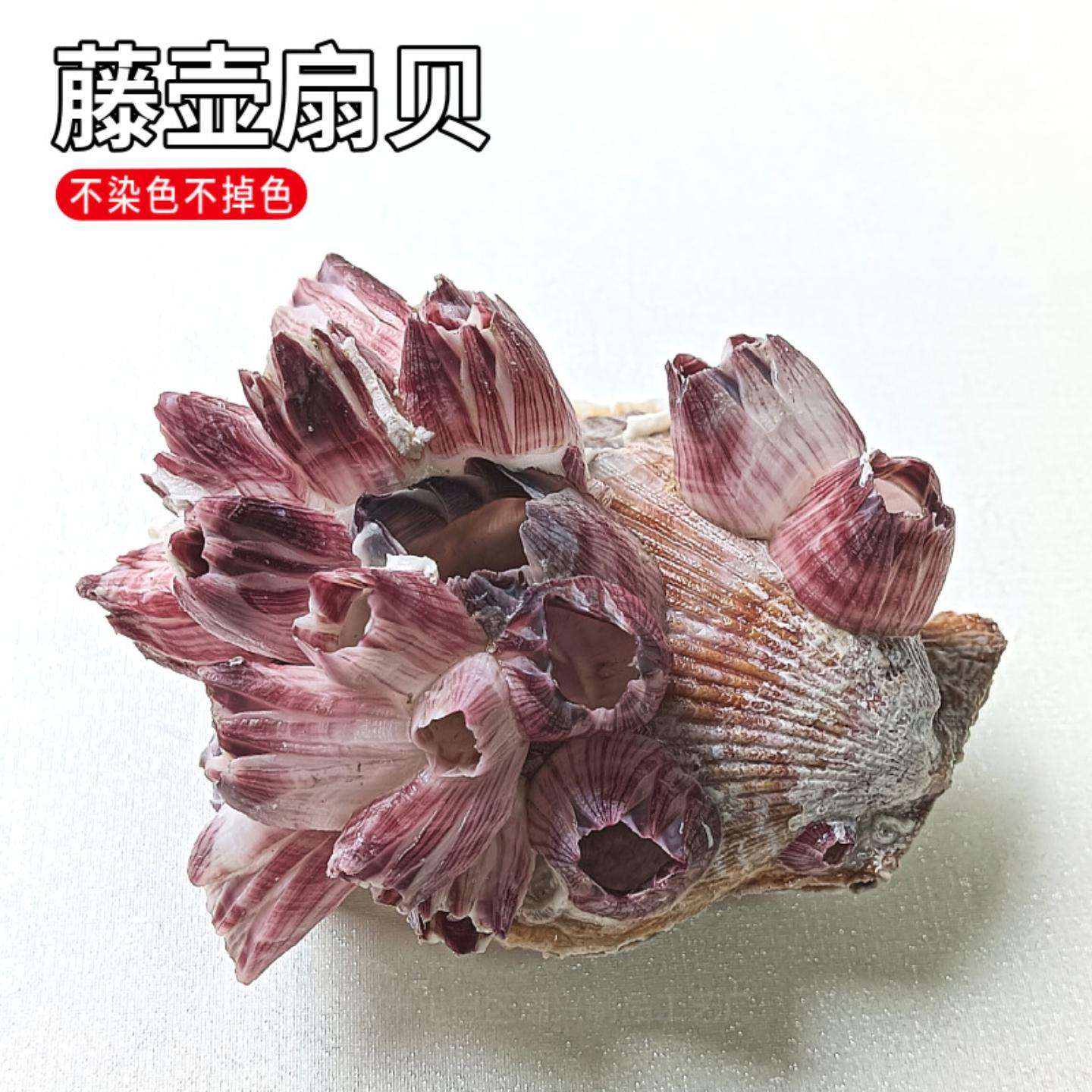 天然海螺贝壳藤壶扇贝鱼缸水族