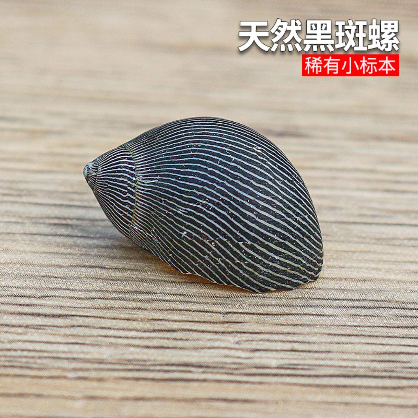 天然小海螺贝壳大黑斑马纹螺鱼缸