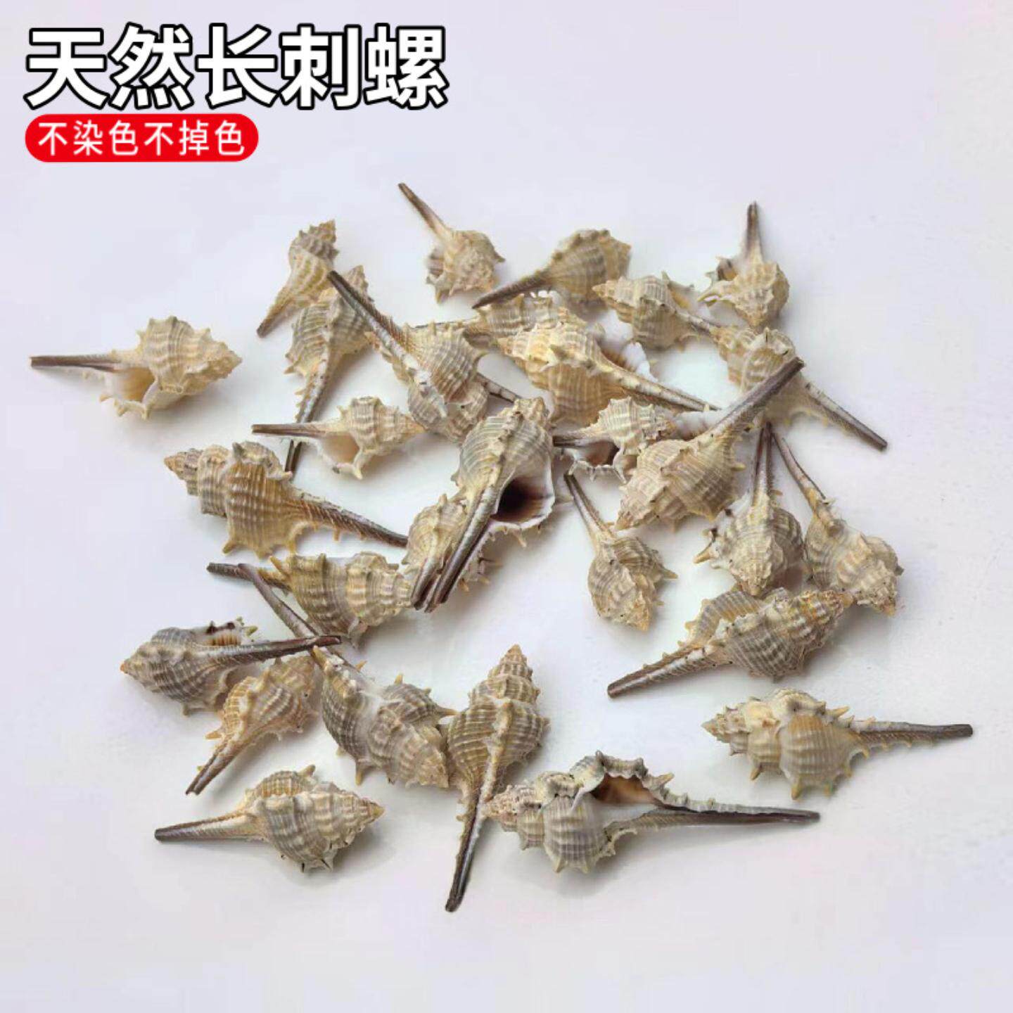 天然贝壳海螺长刺螺长尾刺女巫