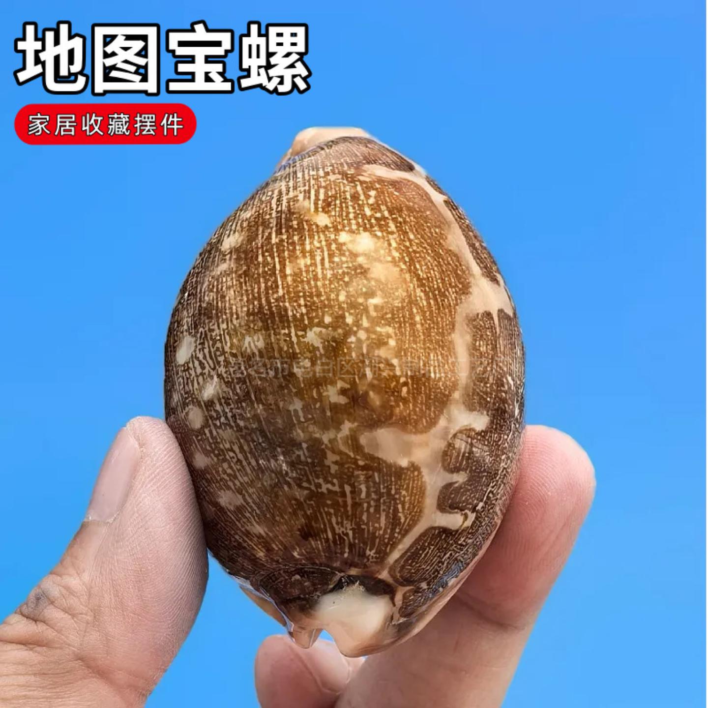 天然大海螺贝壳地图宝螺收藏级
