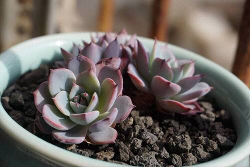 富士多肉多少钱 富士多肉价格 小麦优选