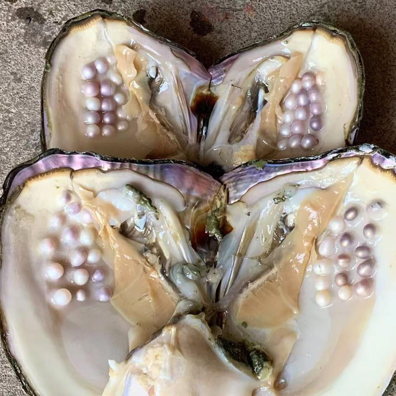 珍珠蛤活蛤自开珍珠河蚌活蛤老蛤珍珠蛤壳自开珍珠自繁殖