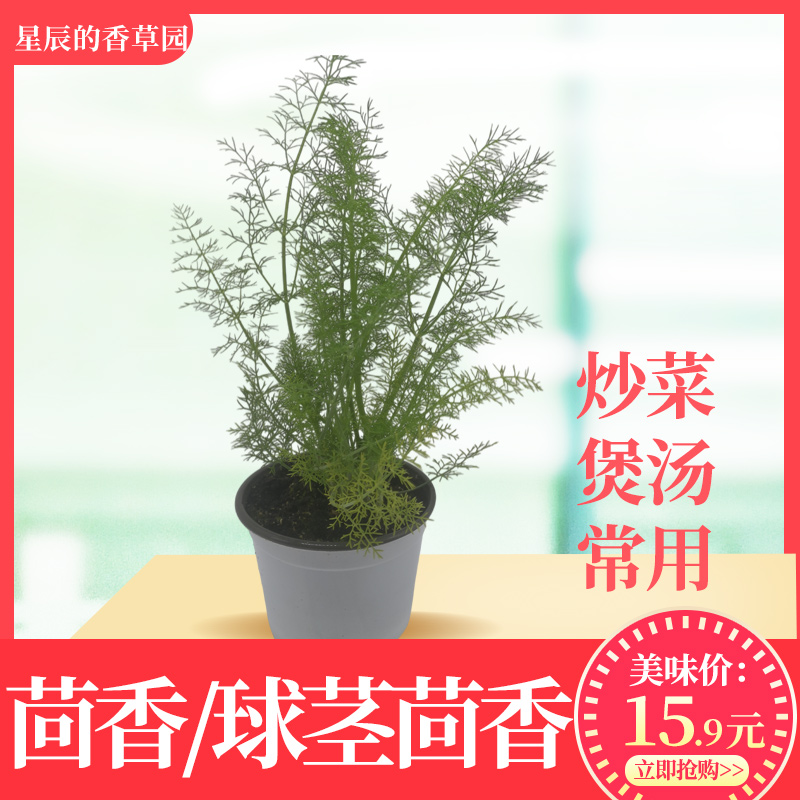 茴香/球茎茴香盆栽 新鲜可食用 做菜用香菜香料植物 室内阳台好养