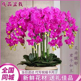 全国蝴蝶兰盆栽商务开 业乔迁成品带真花卉鲜花快递北京同城年宵