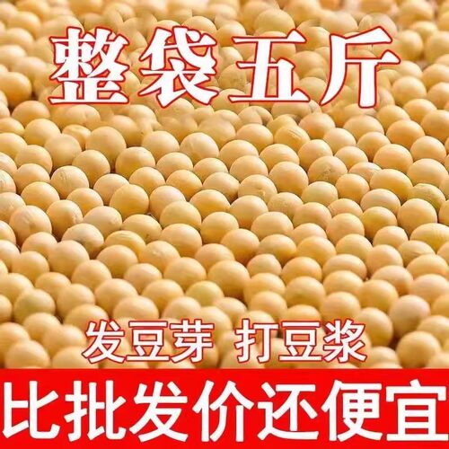 黄豆东北大豆打豆浆专用农家自种批发干货腐竹专用大粒做豆腐5斤