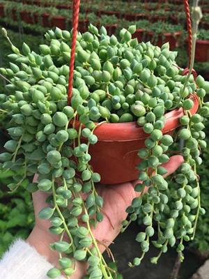 佛珠吊兰多肉植物珍珠吊兰情人泪吊兰紫玄月盆栽绿植办公室植物