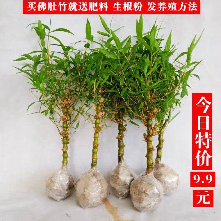 佛肚竹盆栽四季常绿矮化观赏盆景植物凤尾竹米竹庭院竹多年生竹子