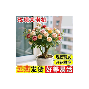 玫瑰花苗四季开花月季室内外绿植盆栽花卉桌面阳台观花植物