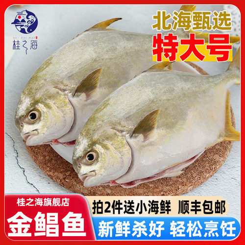 北海金鲳鱼新鲜杀好深海鱼鲜活去鳃去内脏冰鲜冷冻特大开腹金昌鱼