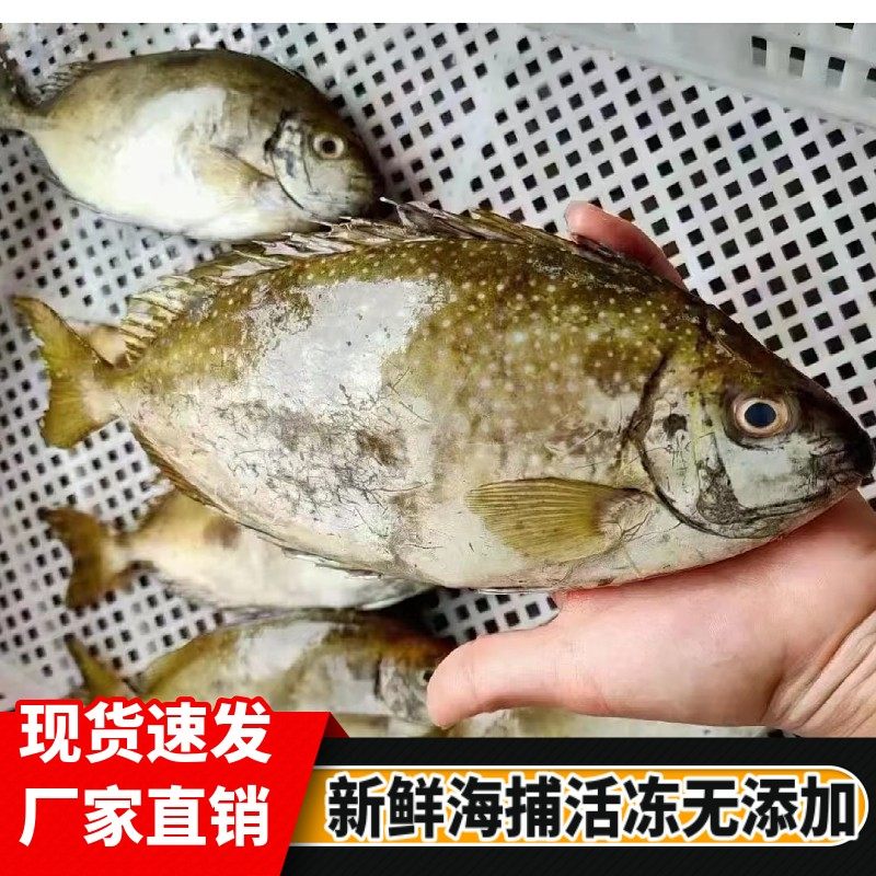 广西新鲜褐篮子鱼泥萌鱼新鲜柠檬鱼海捕鲜活海鱼鲜货苦提斑鱼顺丰
